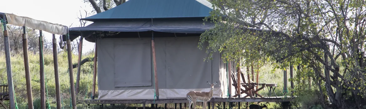 Animals in the Camp Central